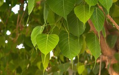 3 loại cây trồng trong sân nhà sẽ cản tài lộc