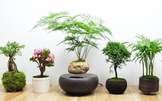 12 con giáp trồng cây gì trong tháng 3 để kích hoạt tài vận?