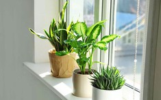 3 loại cây nên trồng vào tháng 3, tài lộc dễ tìm đến