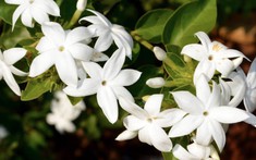 Loại cây giúp khu vườn thơm ngát suốt hè: Ai cũng nên trồng vì quá dễ chăm!