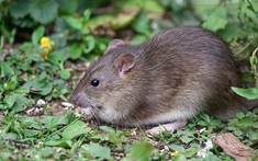 1 dấu hiệu cho thấy chuột đã lẻn vào vườn: Ai phải rất tinh mới nhận ra