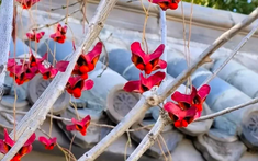 4 cây trồng trước cửa "hút tài lộc" mạnh hơn cả kim tiền, nhà giàu Trung Quốc âm thầm trồng từ lâu