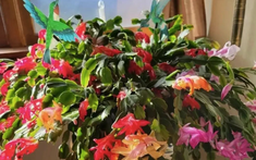 5 loài cây sống lâu hơn cả người, càng già càng lộ ra sự quý giá, bảo vệ gia đình, giữ lộc 3 đời con cháu