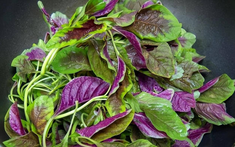 5 loại rau rất ít bị phun thuốc trừ sâu, ăn cực ngon miệng, chợ Việt bán chỉ vài ngàn một mớ