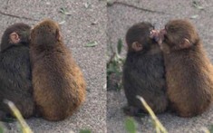 Đừng bao giờ tuyệt vọng: "Chú khỉ cô độc nhất thế giới" Punch vừa có bạn gái!