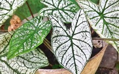 3 loại cây người trên 40 tuổi không nên trồng