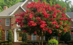 3 loại cây "hút" vượng khí nên trồng trước cổng nhà