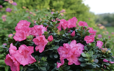 Loại cây nên trồng ngay bây giờ: Đẹp thanh lịch, ấn tượng "suốt đời"