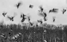 Ngôi làng bị nguyền rủa: Cứ mùa thu đến là chim kéo về tự sát hàng loạt