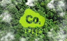 Kinh nghiệm Hoa Kỳ về quyền sở hữu tín chỉ các-bon rừng và bài học cho Việt Nam