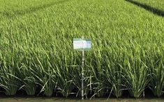 Giống lúa ĐNÁ ngon hàng đầu thế giới, mang đặc tính "quý hơn vàng": Vị thế ra sao so với ST25?