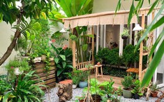 3 loại cây đừng trồng sau nhà