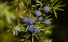 3 loại cây đừng đặt tại phòng khách