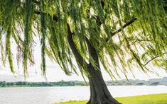 3 loại cây không nên trồng trước cổng nhà