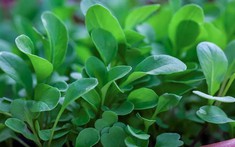 Loại rau tốt nhất thế giới với mật độ dinh dưỡng dày đặc: Ở Việt Nam không thiếu