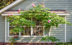 3 loại hoa nên cân nhắc khi trồng trước nhà