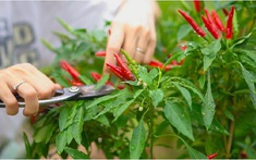 3 loại cây nên trồng tháng 4: Trồng một lần cho quả lâu dài, tốt trăm đường