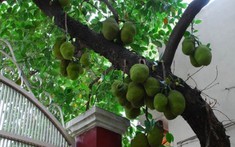 3 loại cây dễ "chặn" tài lộc, tránh trồng trước cổng