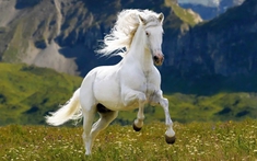 Chuyên gia dự báo: 5 năm tới, 3 con giáp có cơ hội bứt phá tài chính, thu nhập mở rộng từ nhiều nguồn