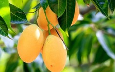 3 loại cây ăn quả không nên trồng trước nhà: "Cản" phong thủy, âm thầm gây hại sức khỏe