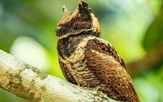 Bất ngờ: Sinh vật hiếm khổng lồ vừa "tái xuất" lần đầu tiên sau 30 năm