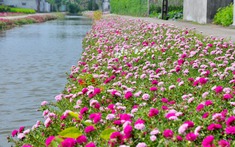 5 loại hoa nên trồng ngay trong tháng 4: Có 1 cây cũng tốt đủ đường