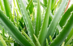 5 cây cảnh nên trồng tại ban công: "Hút" tài lộc, lười chăm vẫn xanh mướt