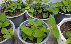 3 loại rau nên trồng trong nhà: Có 1 cũng tốt đủ đường