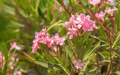 4 loại cây chớ nên trồng trong sân nhà