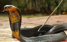 4 mùi hương đuổi rắn chạy mất dạng