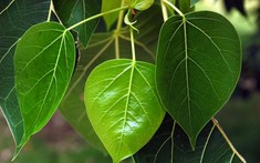 Đừng trồng trước nhà 3 loại cây này: Dễ 'tụ khí xấu', chặn tài lộc