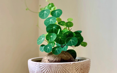4 loại cây nên có trong nhà