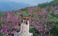 Ngỡ ngàng sắc hồng Anh đào kép phủ kín Fansipan tháng 4