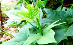 3 loại rau nên trồng trong vườn tháng 4: Bổ như "sâm", 20 ngày có rau ăn