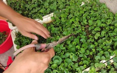 3 loại rau nên trồng trong vườn nhà, có 1 cây cũng tốt đủ đường