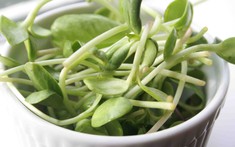 3 loại rau người Việt nên trồng trong nhà: Dễ chăm, nhanh thu hoạch, tốt cho sức khỏe