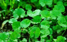 3 loại rau nên trồng trong nhà tháng 4