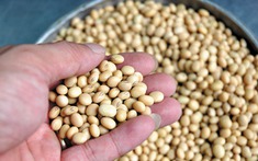 Loại thực phẩm phụ nữ càng ăn càng khỏe đẹp nhưng nhiều người lại sợ