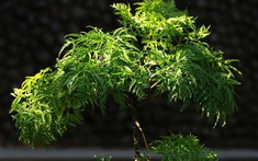 Vì sao người xưa thường trồng một cây đinh lăng trong nhà?