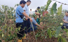 Khảo sát thực trạng phát triển kinh tế nông, lâm nghiệp trên địa bàn xã Chiềng Khoong và đề xuất giải pháp