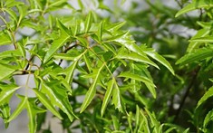 3 ý nghĩa phong thủy khiến người xưa chọn trồng cây đinh lăng trước nhà