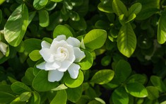 5 loại cây thơm phức, rất nên trồng trong vườn nhà: Mang lại vận may, hạnh phúc