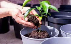 3 lý do nên có một cây chanh trong nhà