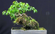 3 cây bonsai "giữ tiền như két sắt": Giá cả phải chăng lại trấn trạch, hút tài cho gia chủ