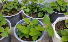 5 lý do vì sao nên trồng 1 chậu rau diếp cá trong nhà