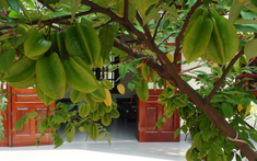 5 cây ăn quả tránh trồng trước nhà