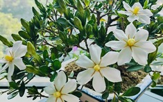 4 loại cây "đại cát", rất nên trồng trong nhà