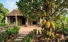 Vì sao người xưa thường trồng cây mít trong vườn nhà?