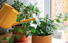 5 loại cây vừa lọc không khí, vừa làm mát nhà cực đỉnh: Biết trồng thì chẳng sợ nắng nóng
