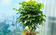 6 loại cây mang lại vận may, nên trồng ở ban công